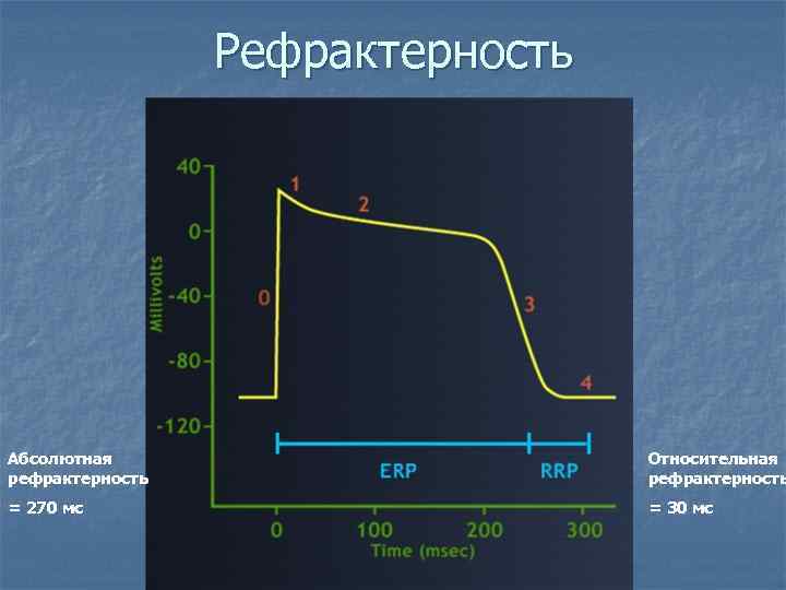 Рефрактерность Абсолютная рефрактерность Относительная рефрактерность = 270 мс = 30 мс 