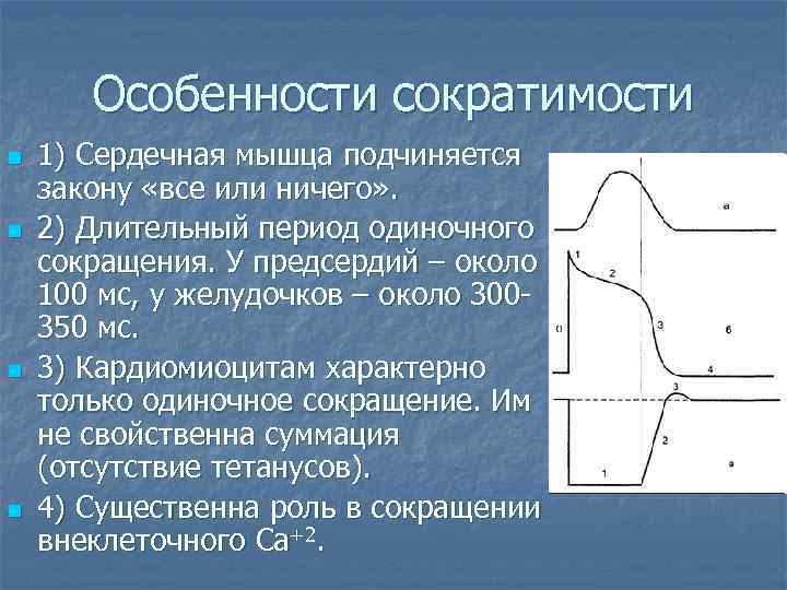 Особенности сократимости n n 1) Сердечная мышца подчиняется закону «все или ничего» . 2)