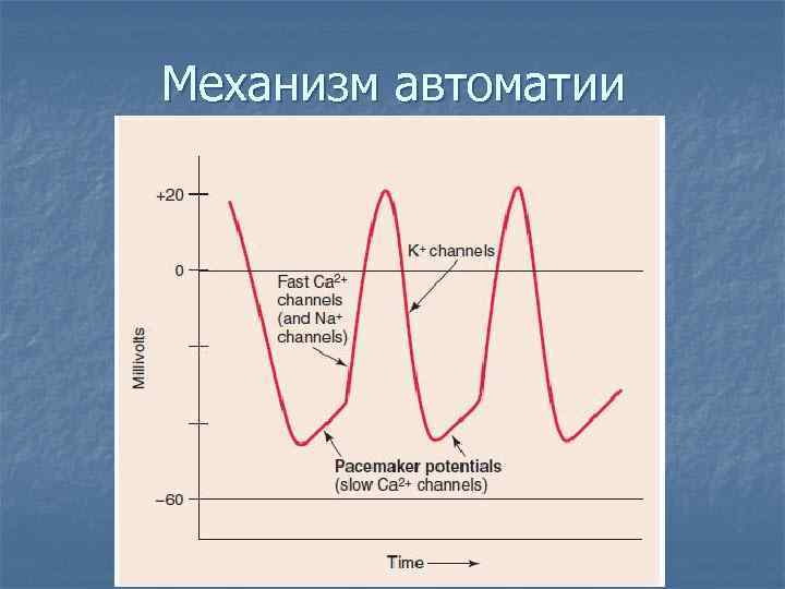Механизм автоматии 