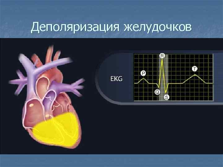 Деполяризация желудочков 