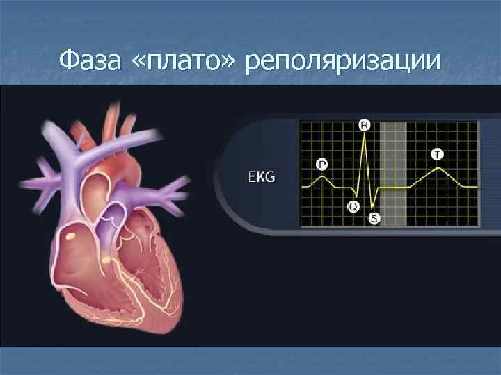 Фаза «плато» реполяризации 