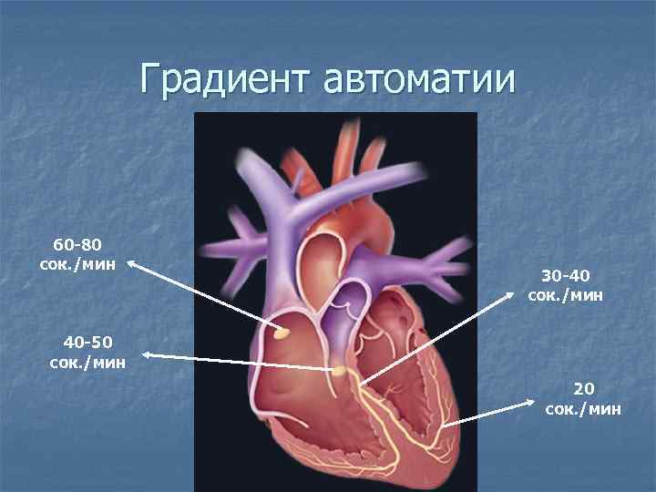 Градиент автоматии 60 -80 сок. /мин 30 -40 сок. /мин 40 -50 сок. /мин