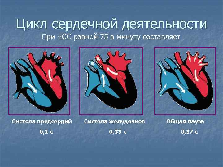 Цикл сердечной деятельности При ЧСС равной 75 в минуту составляет Систола предсердий 0, 1