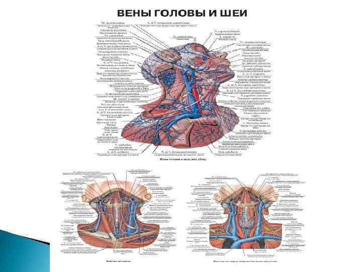 Внутренняя яремная вена анатомия