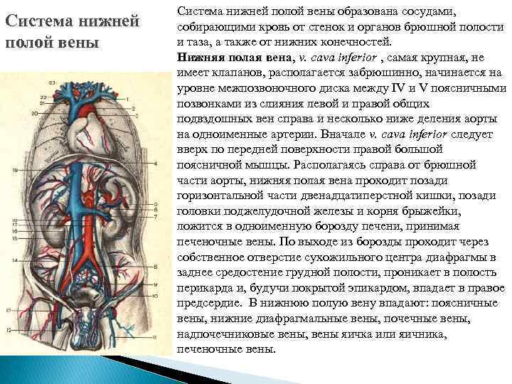 Вена орган. Нижняя полая Вена система. Топография нижней полой вен. Верхняя и нижняя полая Вена топография.