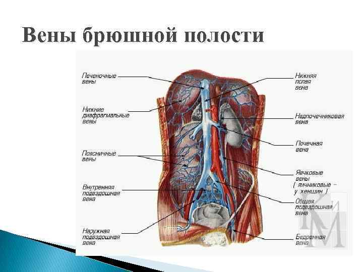 Брюшная вена у человека