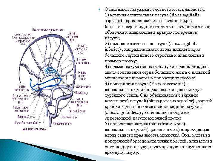  Основными пазухами головного мозга являются: 1) верхняя сагиттальная пазуха (sinus sagittalis superior) ,