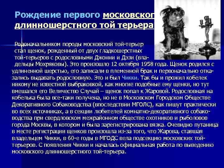 Рождение первого московского длинношерстного той терьера Родоначальником породы московский той-терьер стал щенок, рожденный от