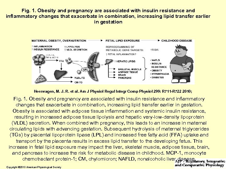 Fig. 1. Obesity and pregnancy are associated with insulin resistance and inflammatory changes that