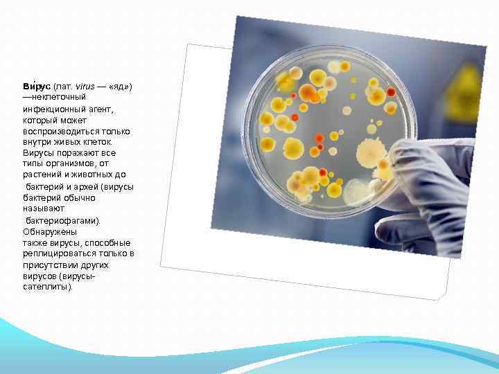 Ви рус (лат. virus — «яд» ) —неклеточный инфекционный агент, который может воспроизводиться только