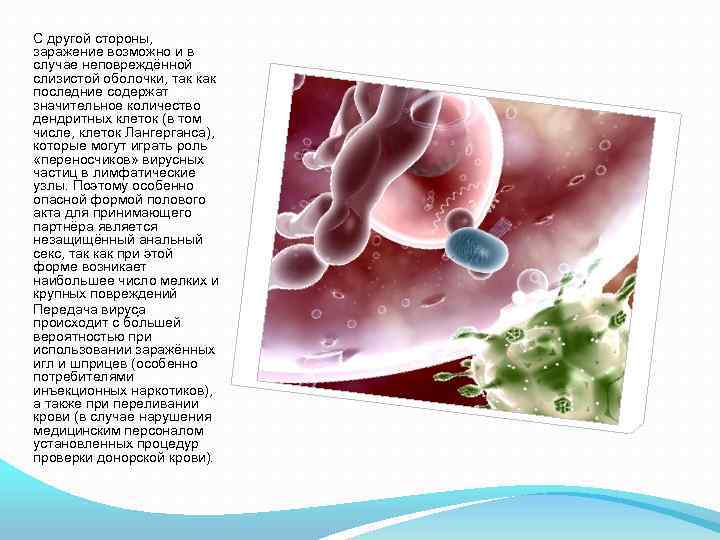 С другой стороны, заражение возможно и в случае неповреждённой слизистой оболочки, так как последние