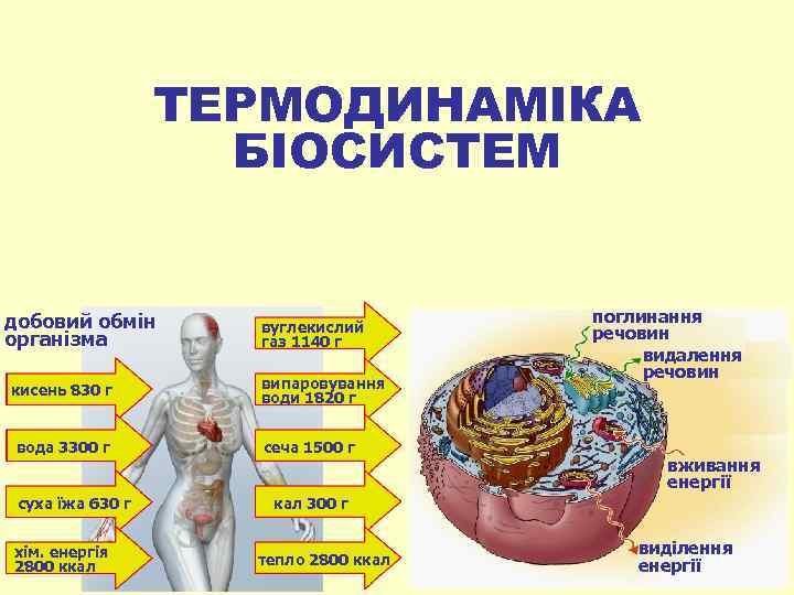 ТЕРМОДИНАМІКА БІОСИСТЕМ добовий обмін організма кисень 830 г вода 3300 г суха їжа 630