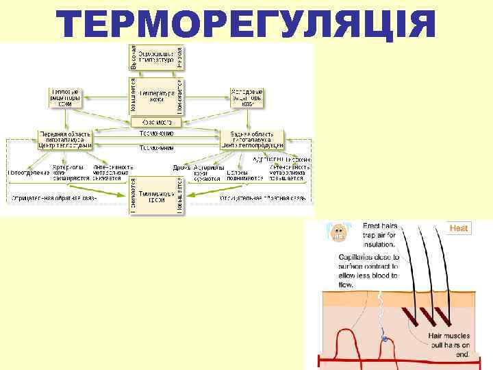 ТЕРМОРЕГУЛЯЦІЯ 