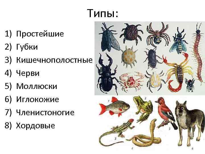 Типы: 1) 2) 3) 4) 5) 6) 7) 8) Простейшие Губки Кишечнополостные Черви Моллюски