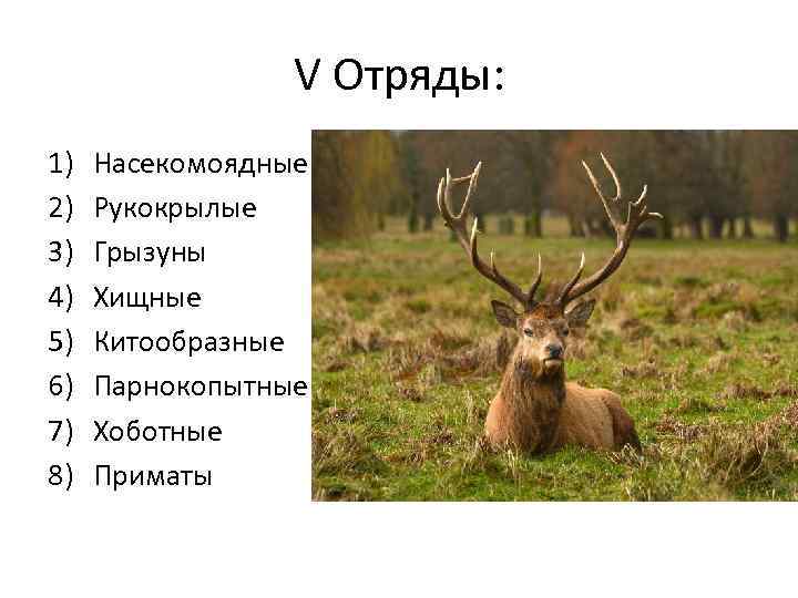 V Отряды: 1) 2) 3) 4) 5) 6) 7) 8) Насекомоядные Рукокрылые Грызуны Хищные