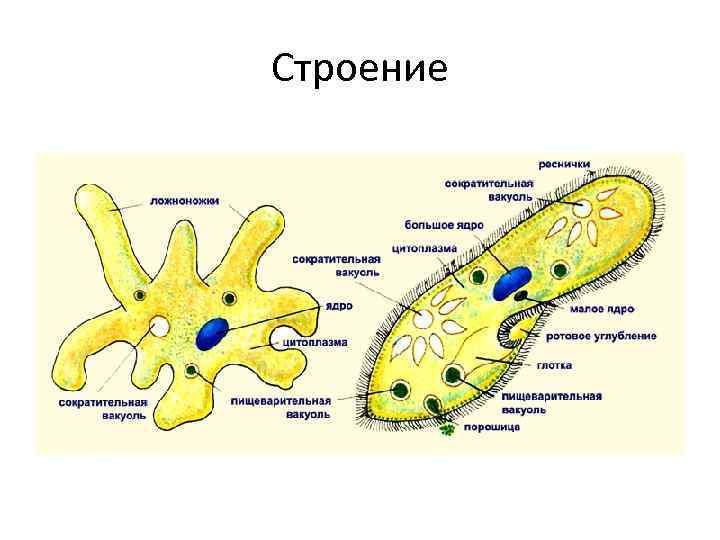 Строение 