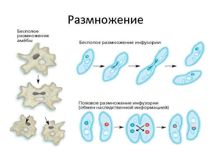 Размножение 