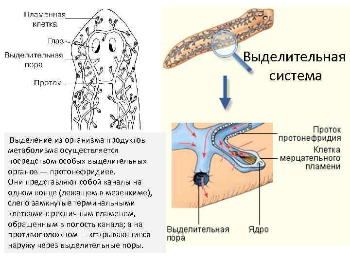 Выделительная система Выделение из организма продуктов метаболизма осуществляется посредством особых выделительных органов — протонефридиев.