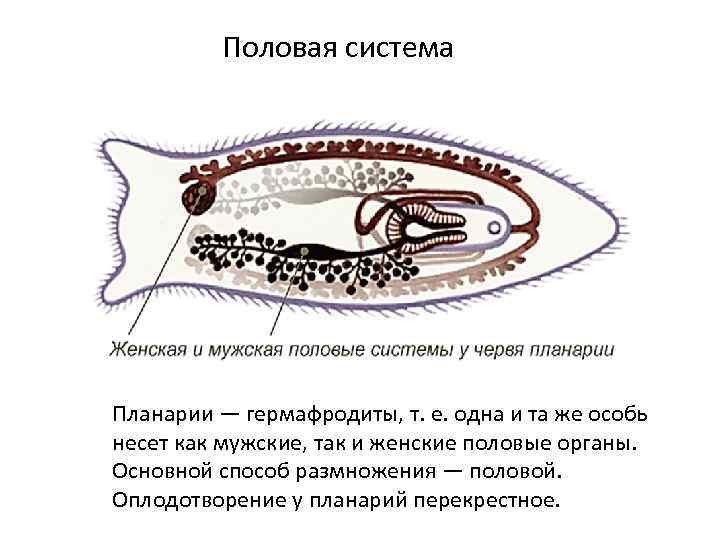 Половая система Планарии — гермафродиты, т. е. одна и та же особь несет как