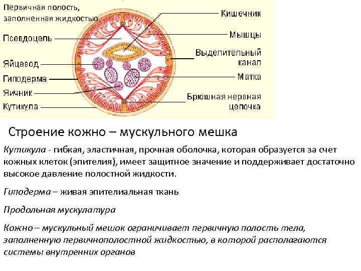 Первичная полость, заполненная жидкостью Строение кожно – мускульного мешка Кутикула - гибкая, эластичная, прочная