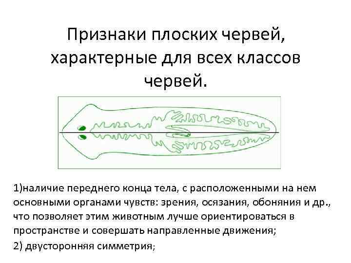 Признаки плоских червей, характерные для всех классов червей. 1)наличие переднего конца тела, с расположенными