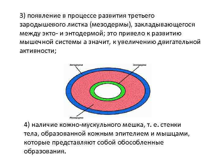 3) появление в процессе развития третьего зародышевого листка (мезодермы), закладывающегося между экто- и энтодермой;