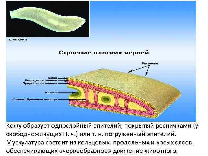 Кожу образует однослойный эпителий, покрытый ресничками (у свободноживущих П. ч. ) или т. н.