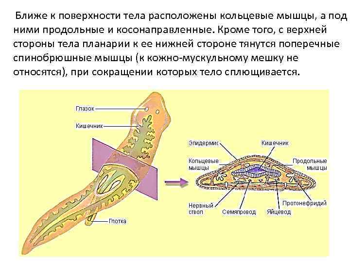 Ближе к поверхности тела расположены кольцевые мышцы, а под ними продольные и косонаправленные. Кроме