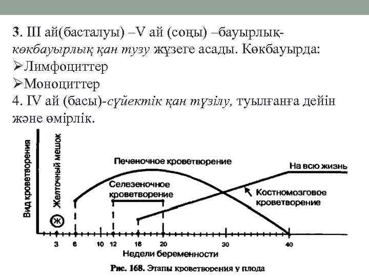 3. III ай(басталуы) –V ай (соңы) –бауырлықкөкбауырлық қан тузу жұзеге асады. Көкбауырда: ØЛимфоциттер ØМоноциттер