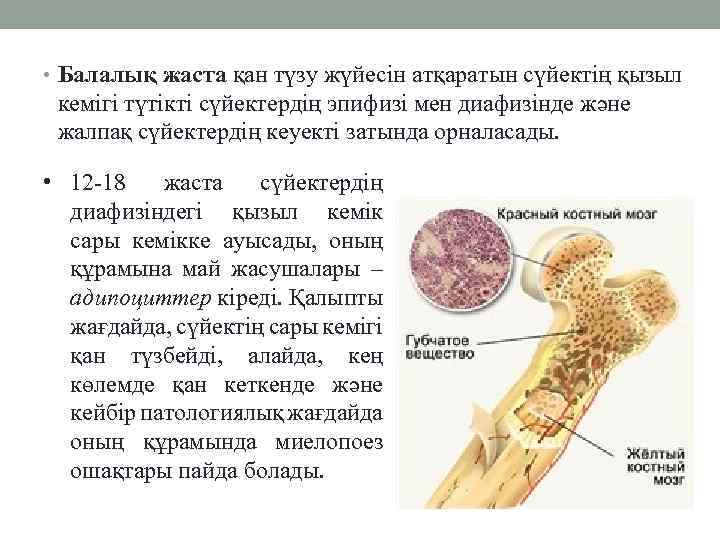  • Балалық жаста қан түзу жүйесін атқаратын сүйектің қызыл кемігі түтікті сүйектердің эпифизі