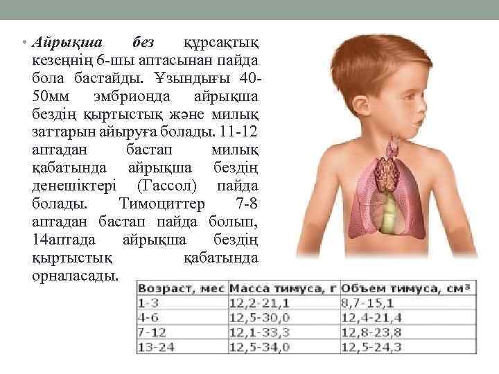  • Айрықша без құрсақтық кезеңнің 6 -шы аптасынан пайда бола бастайды. Ұзындығы 4050