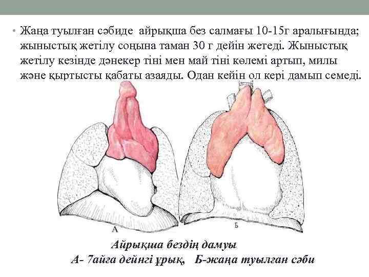  • Жаңа туылған сәбиде айрықша без салмағы 10 -15 г аралығында; жыныстық жетілу