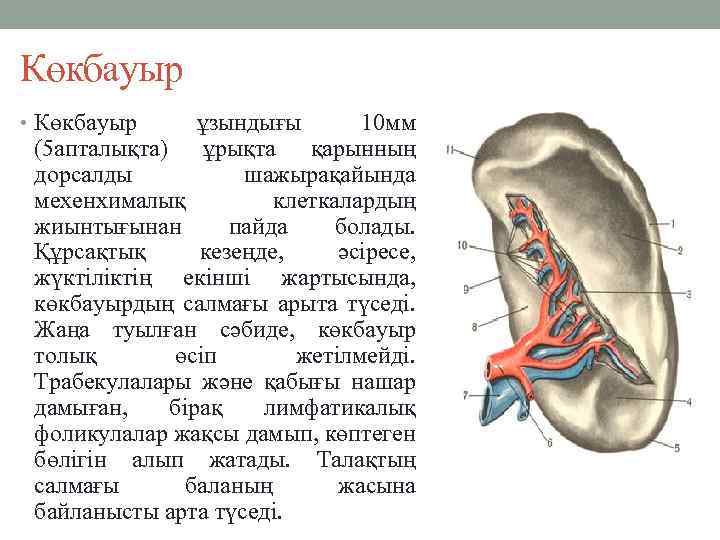 Көкбауыр • Көкбауыр ұзындығы 10 мм (5 апталықта) ұрықта қарынның дорсалды шажырақайында мехенхималық клеткалардың