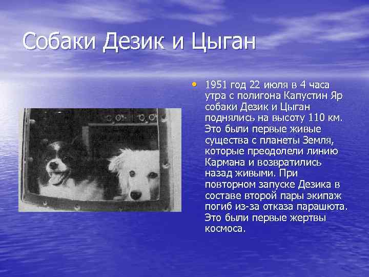 Собаки Дезик и Цыган • 1951 год 22 июля в 4 часа утра с