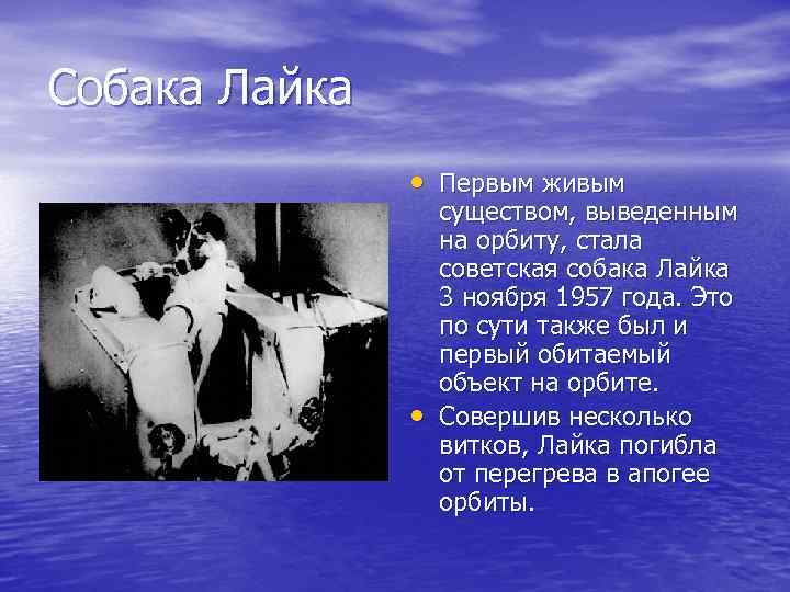 Собака Лайка • Первым живым • существом, выведенным на орбиту, стала советская собака Лайка