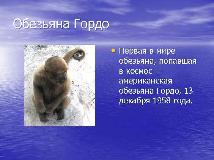 Обезьяна Гордо • Первая в мире обезьяна, попавшая в космос — американская обезьяна Гордо,