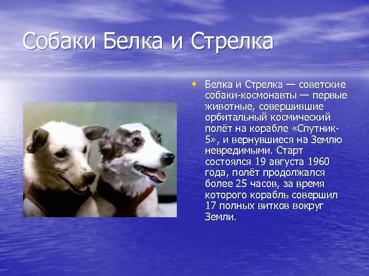 Собаки Белка и Стрелка • Белка и Стрелка — советские собаки космонавты — первые