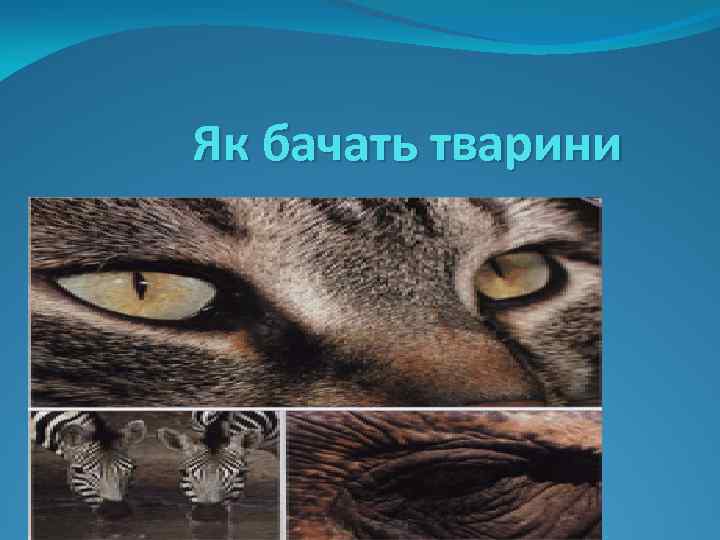 Як бачать тварини 