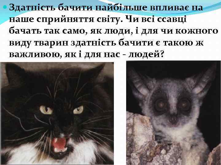  Здатність бачити найбільше впливає на наше сприйняття світу. Чи всі ссавці бачать так