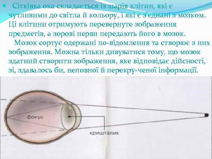  Сітківка ока складається із шарів клітин, які є чутливими до світла й кольору,