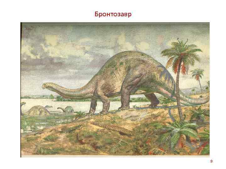 Бронтозавр 9 