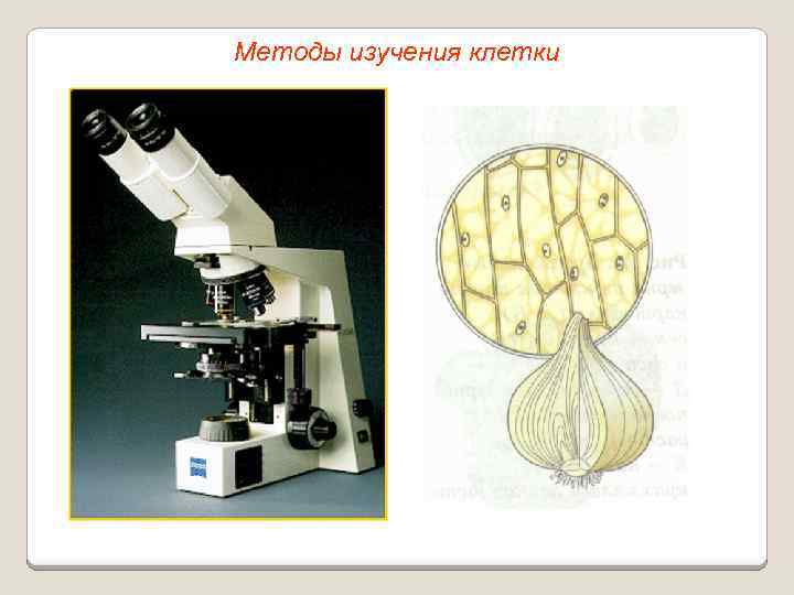 Методы изучения клетки 