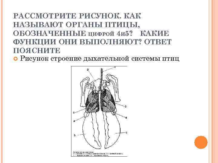 Какой буквой на рисунке обозначена дыхательная мышца диафрагма