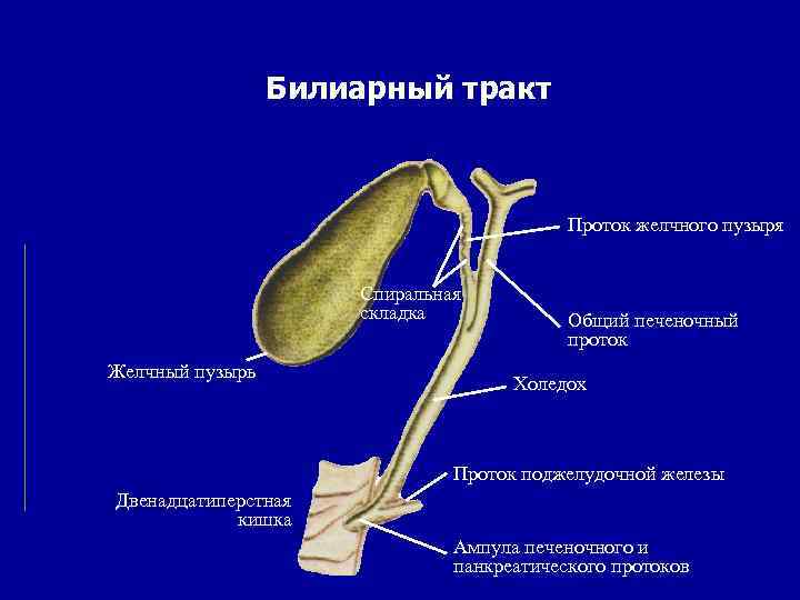 Билиарный тракт Проток желчного пузыря Спиральная складка Желчный пузырь Общий печеночный проток Холедох Проток