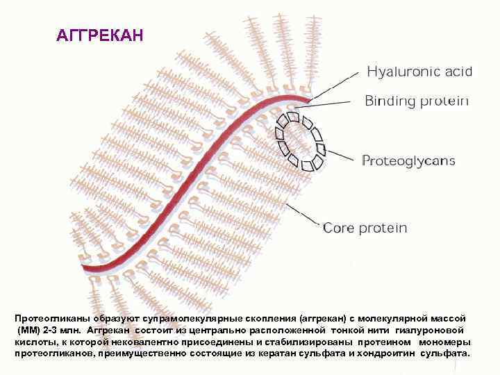 АГГРЕКАН Протеогликаны образуют супрамолекулярные скопления (аггрекан) с молекулярной массой (ММ) 2 -3 млн. Аггрекан