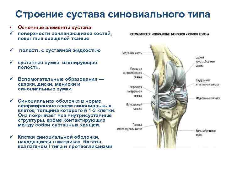 Строение сустава синовиального типа • Основные элементы сустава: ü поверхности сочленяющихся костей, покрытые хрящевой