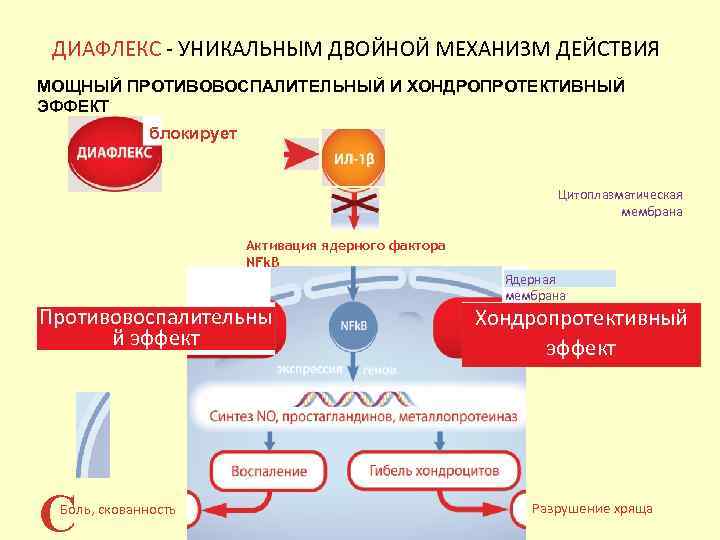 ДИАФЛЕКС - УНИКАЛЬНЫМ ДВОЙНОЙ МЕХАНИЗМ ДЕЙСТВИЯ МОЩНЫЙ ПРОТИВОВОСПАЛИТЕЛЬНЫЙ И ХОНДРОПРОТЕКТИВНЫЙ ЭФФЕКТ блокирует Цитоплазматическая мембрана