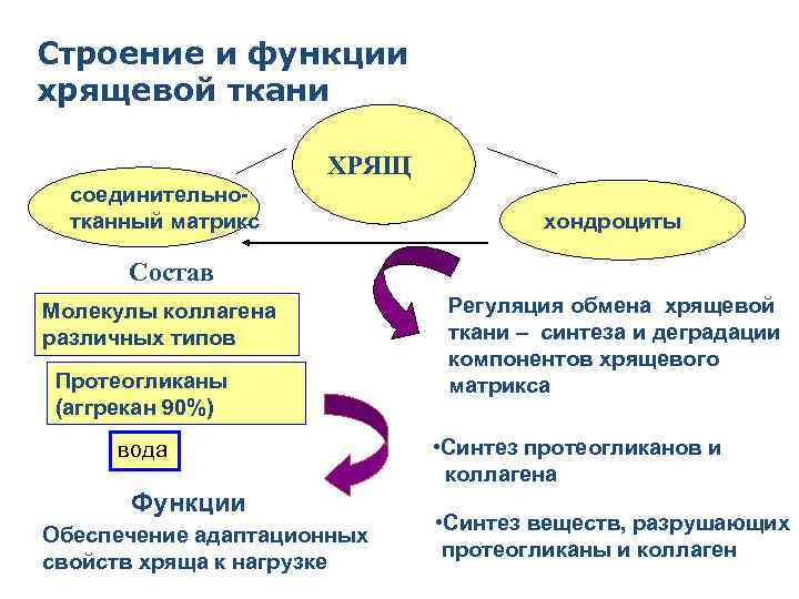 Строение и функции хрящевой ткани ХРЯЩ соединительнотканный матрикс хондроциты Состав Молекулы коллагена различных типов