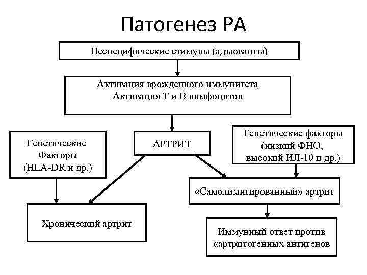 Патогенез РА Неспецифические стимулы (адъюванты) Активация врожденного иммунитета Активация Т и В лимфоцитов Генетические