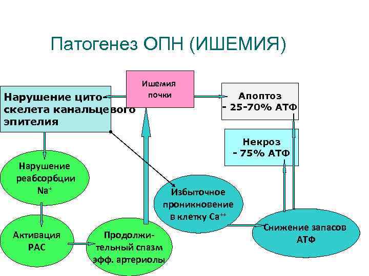 Патогенез ОПН (ИШЕМИЯ) Нарушение цитоскелета канальцевого эпителия Ишемия почки Апоптоз - 25 -70% АТФ